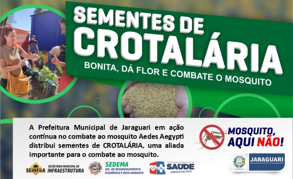 Sementes de CROTALÁRIA